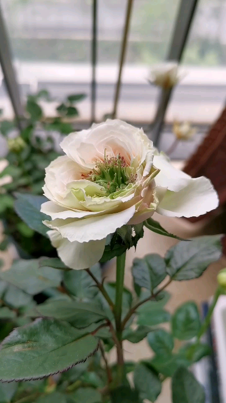 新浅樱桃月季:露鼻毛,清香