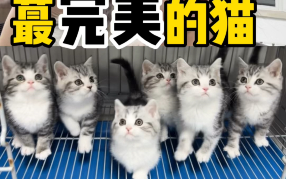 起司猫是最完美的猫哔哩哔哩bilibili