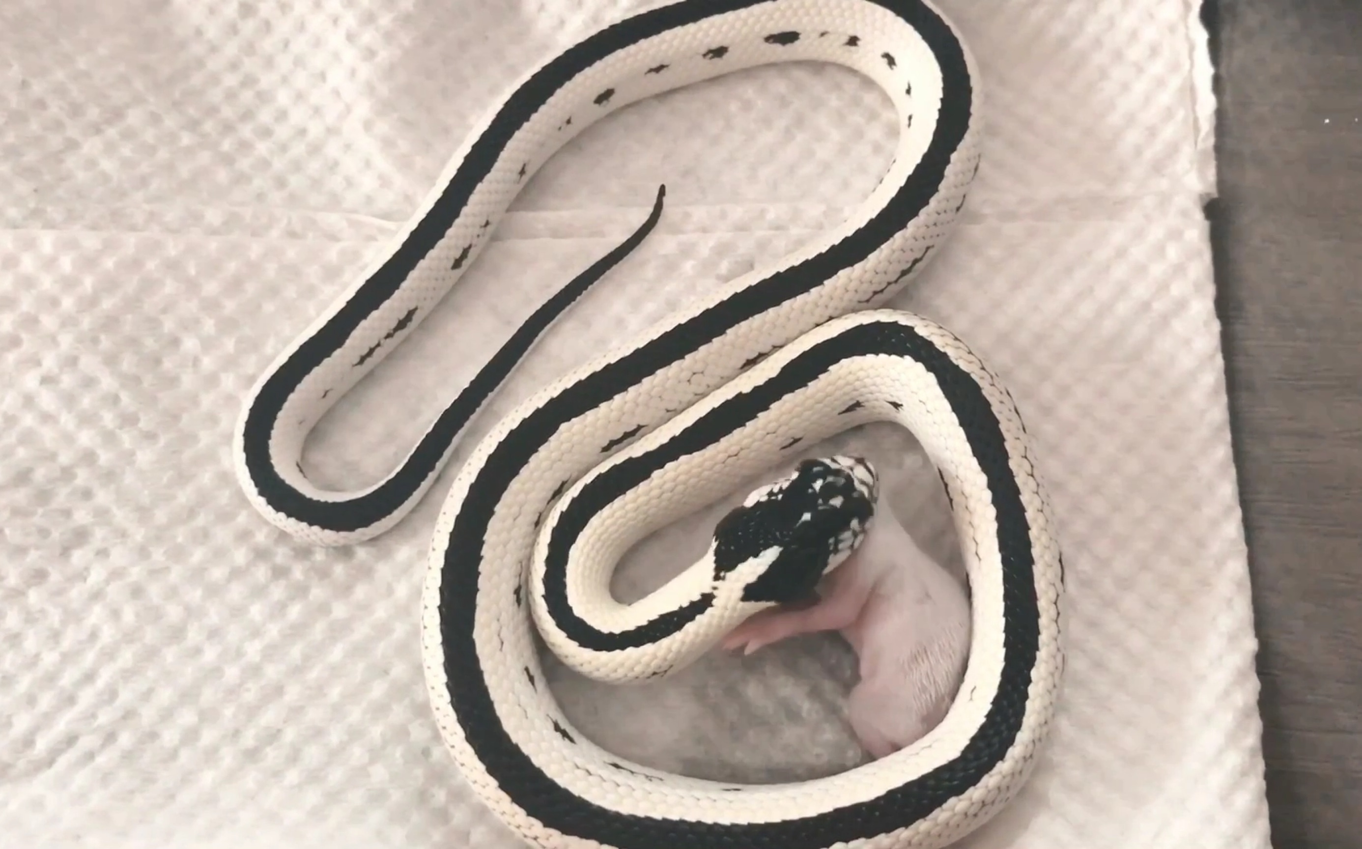 圣地亚哥直线王蛇图片