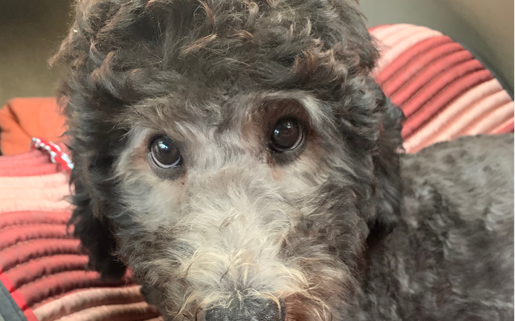 我们家的灰色小巨贵泰迪plus是个妹妹哦