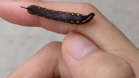 芋双线天蛾幼虫 哔哩哔哩