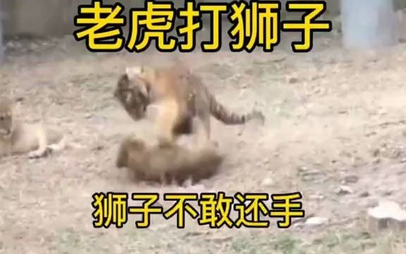 狮虎混养,老虎称王!压得狮子动弹不得~哔哩哔哩bilibili