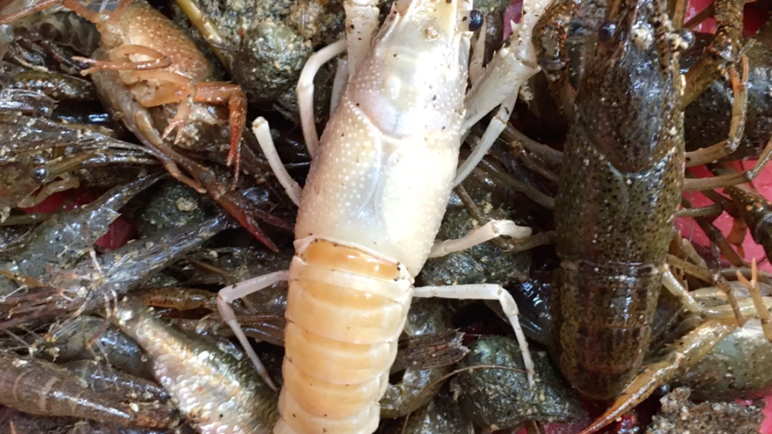 白色龙虾_哔哩哔哩_bilibili