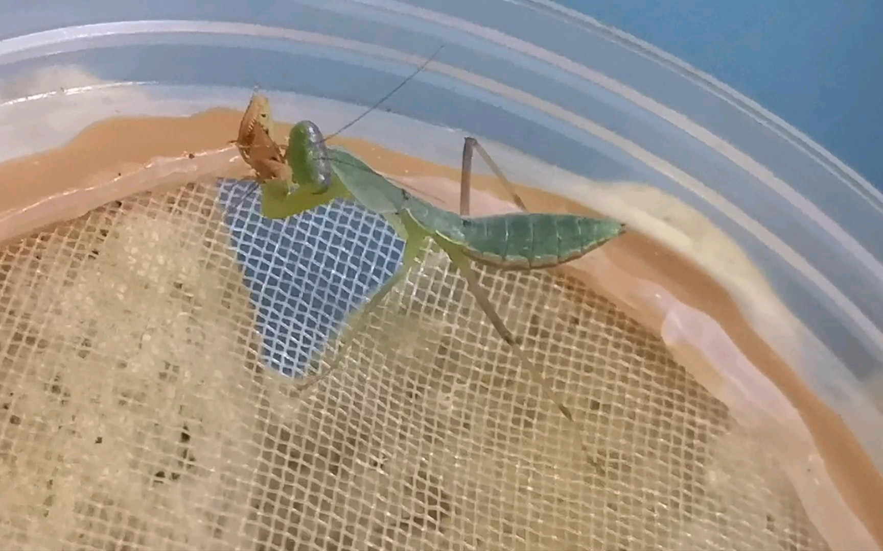 圆盾螳螂苗子吔小强_哔哩哔哩_bilibili