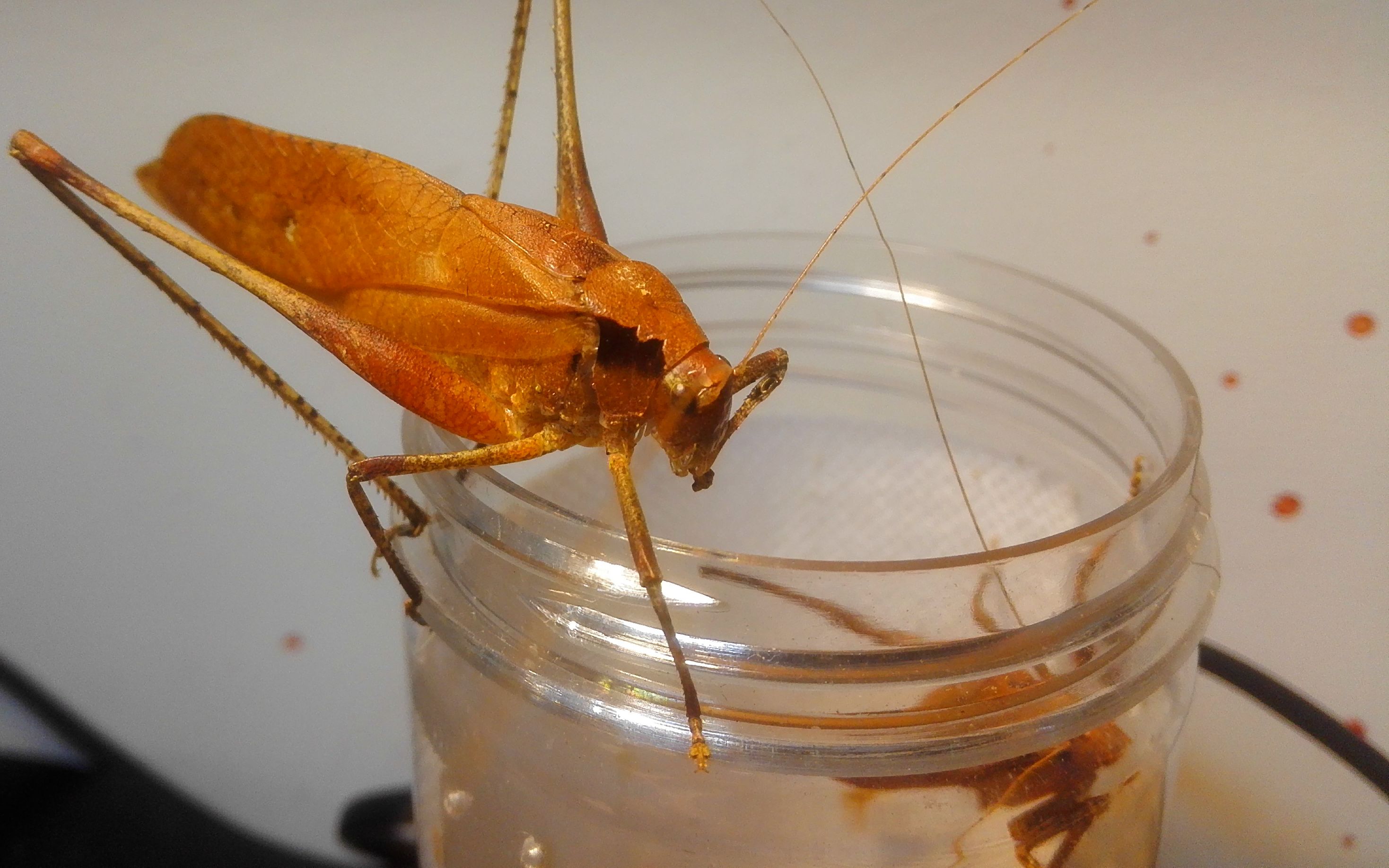 决斗格里芬螳vs宽翅纺织娘