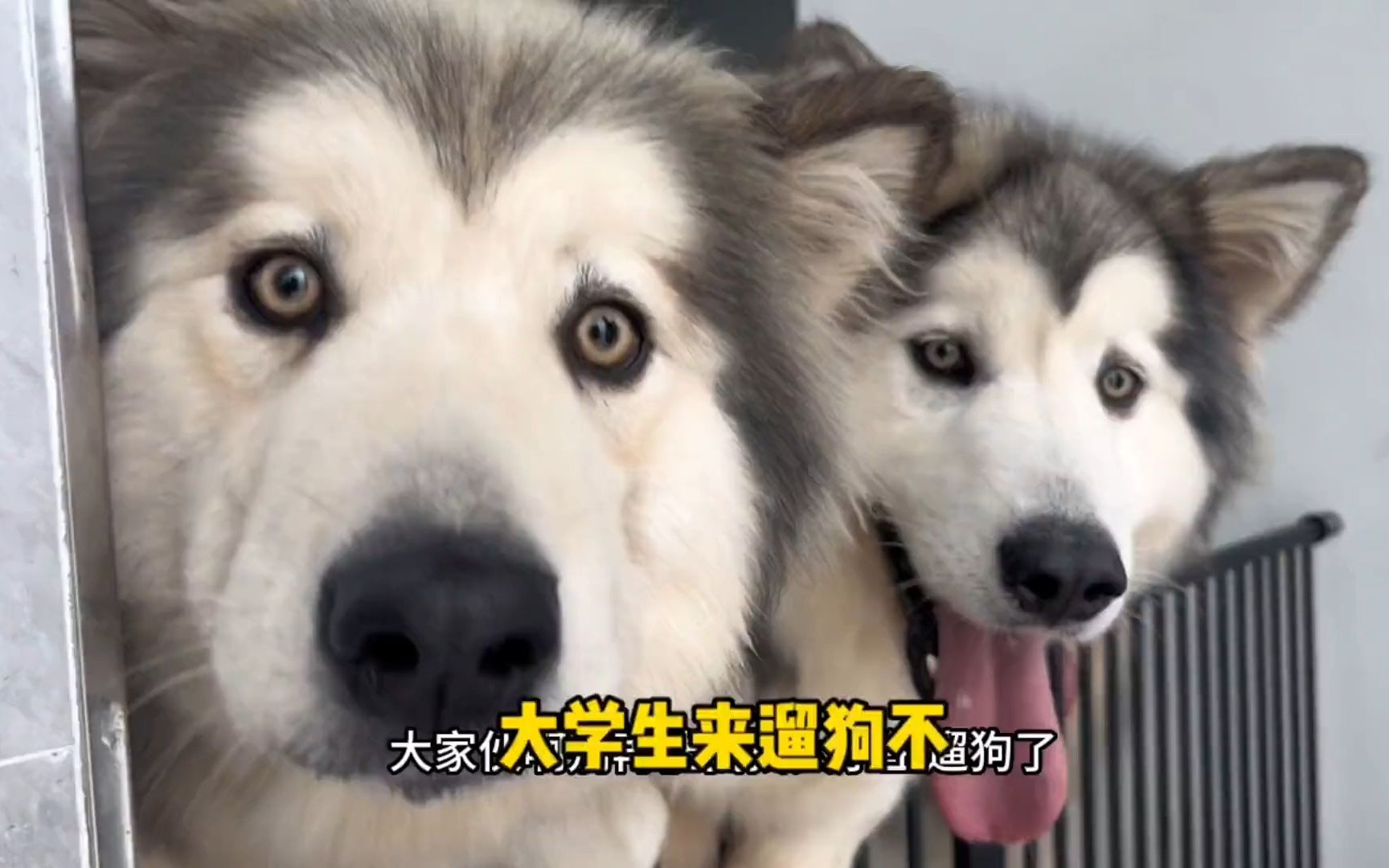 有没有大学生想遛这几只傻狗啊-屋内有饿犬-屋内有饿犬-哔哩哔哩视频