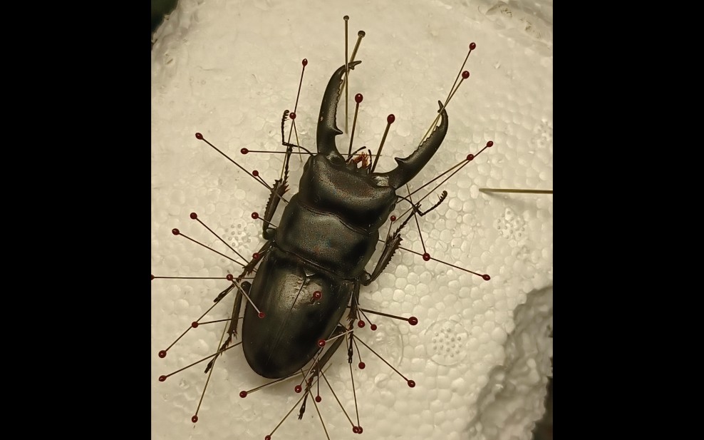 扁锹形虫典型亚种(中国扁锹)自制标本