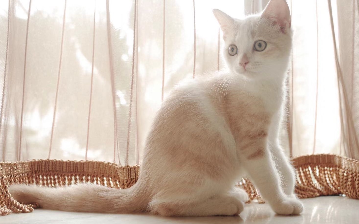 【英短乳白】沙雕猫咪的晚间活动