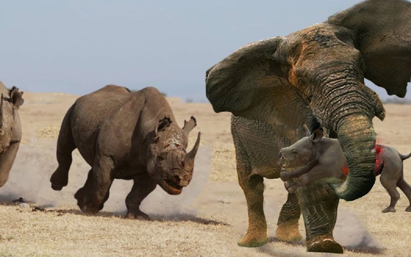 痛苦的犀牛-大象追着他们可怜的孩子,犀牛宝宝会被及时拯救吗?