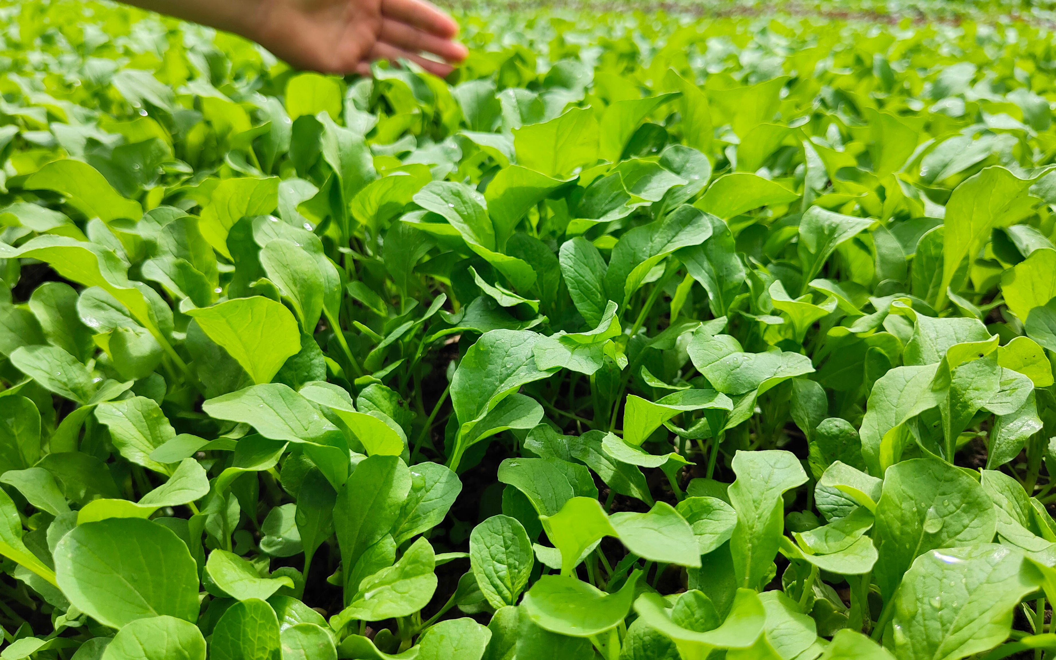 [图]7月种小白菜，秧苗上洒一物，不施肥不喷药，15天后嫩白菜吃不完