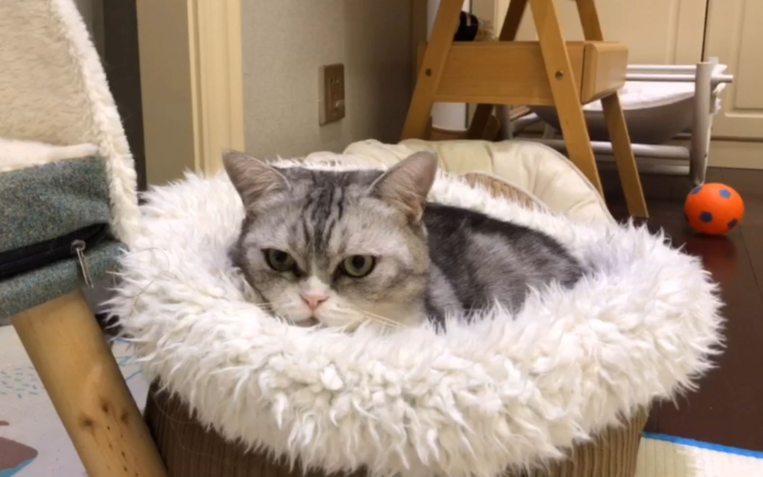 李喜猫李喜喵20181103晚直播录屏