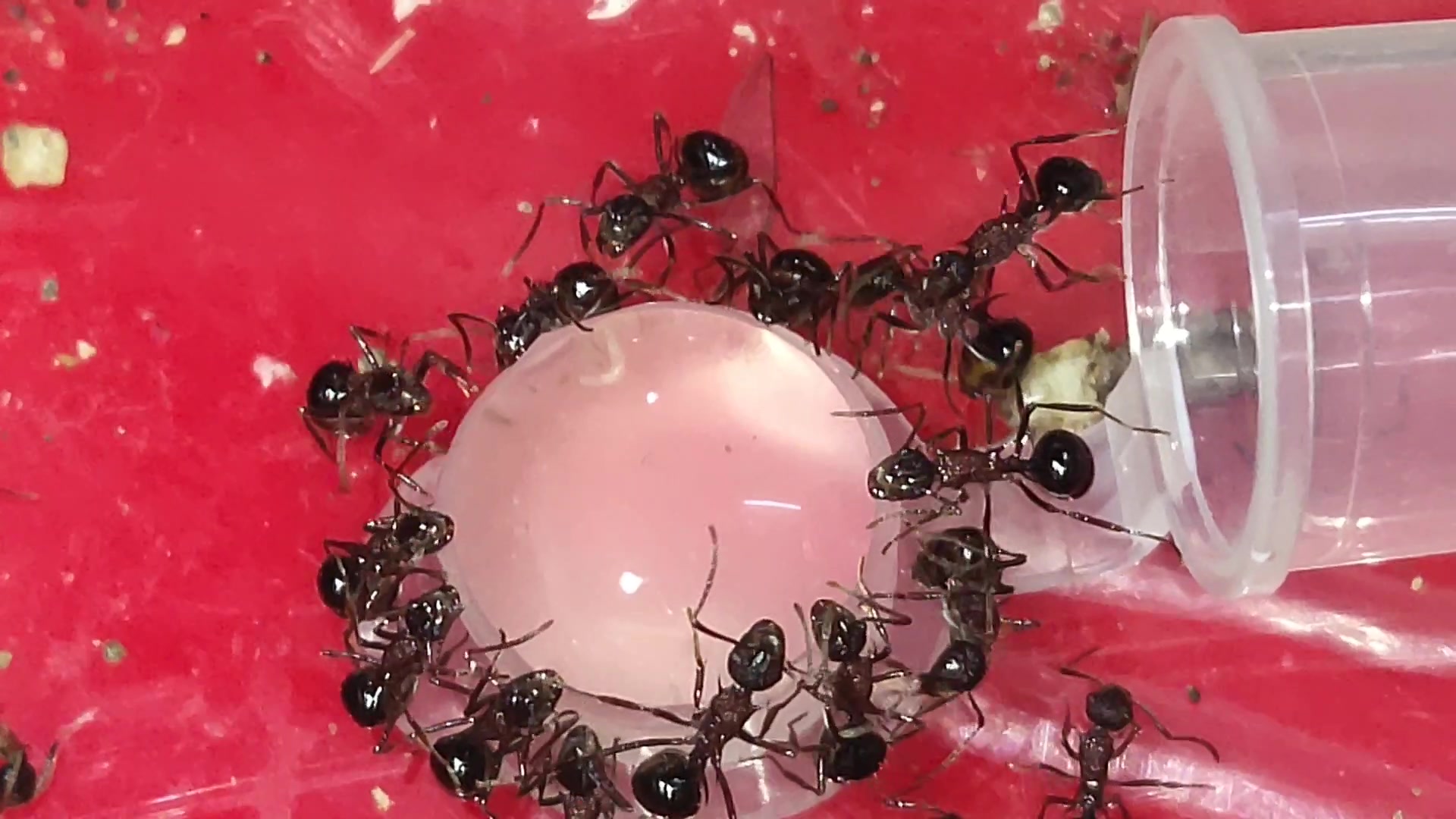 某种多刺蚁,寄生多刺蚁,寄生对象双色曲颊猛蚁.