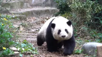 花花就这样跟着爷爷duangduangdguang的跑出来了，谭棉花是永远双向奔赴的，爷爷就这样一点一点把花花带大了