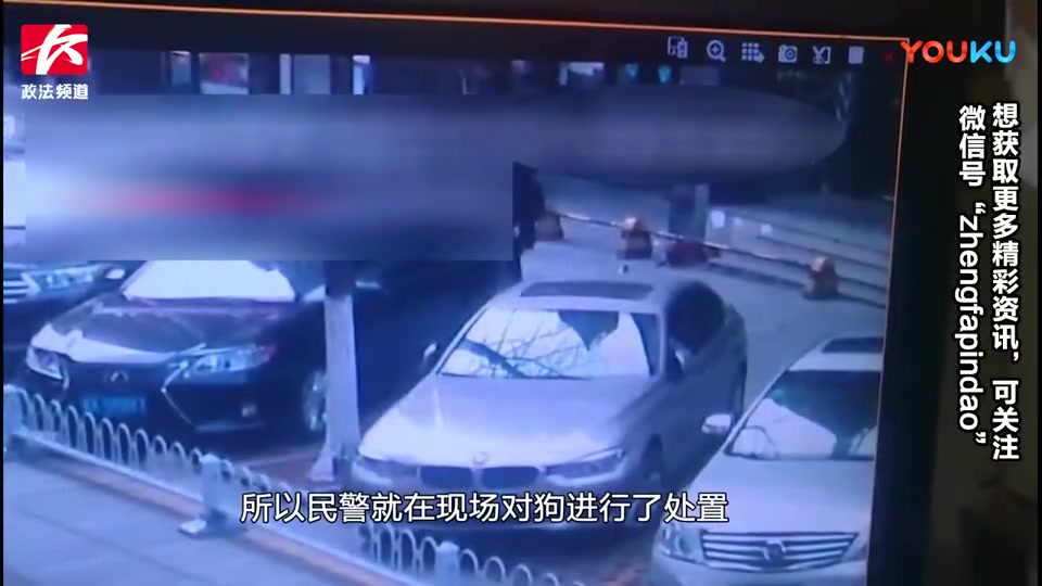 监拍金毛犬4分钟内连咬3人! 民警当街扑杀金毛惹怒爱狗人士高清哔哩哔哩bilibili