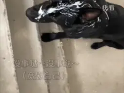 Tải video: 男子上楼梯看见一个酸奶盒，脚下意识就踩上去了， 转身一看狗子的脸……开跑！