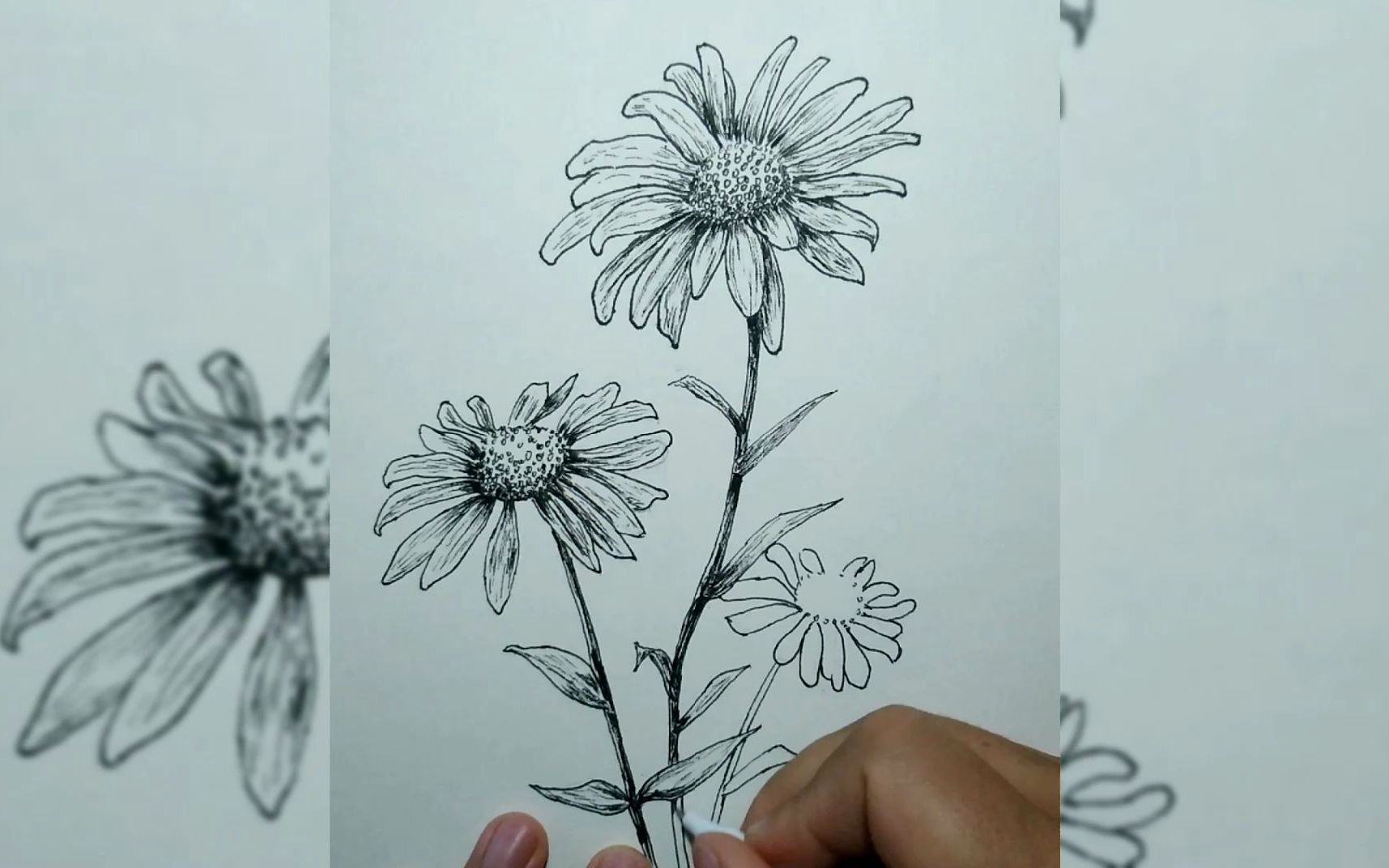 绘画日常 黑白画 小雏菊 临摹