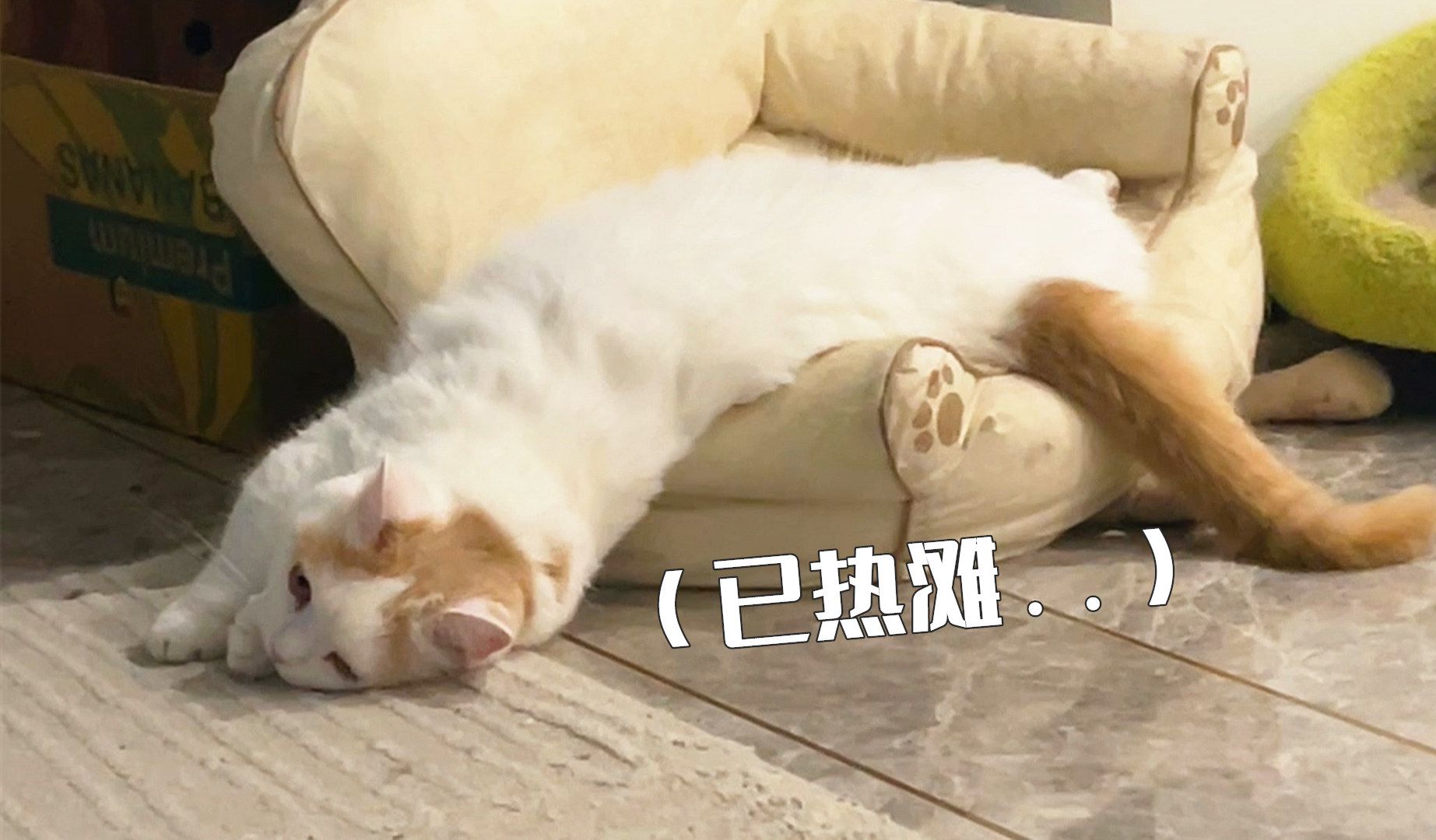 第一批用上地暖的南方猫咪,已经热化了-萌猫宝哥哥-萌猫宝哥哥-哔哩哔哩视频