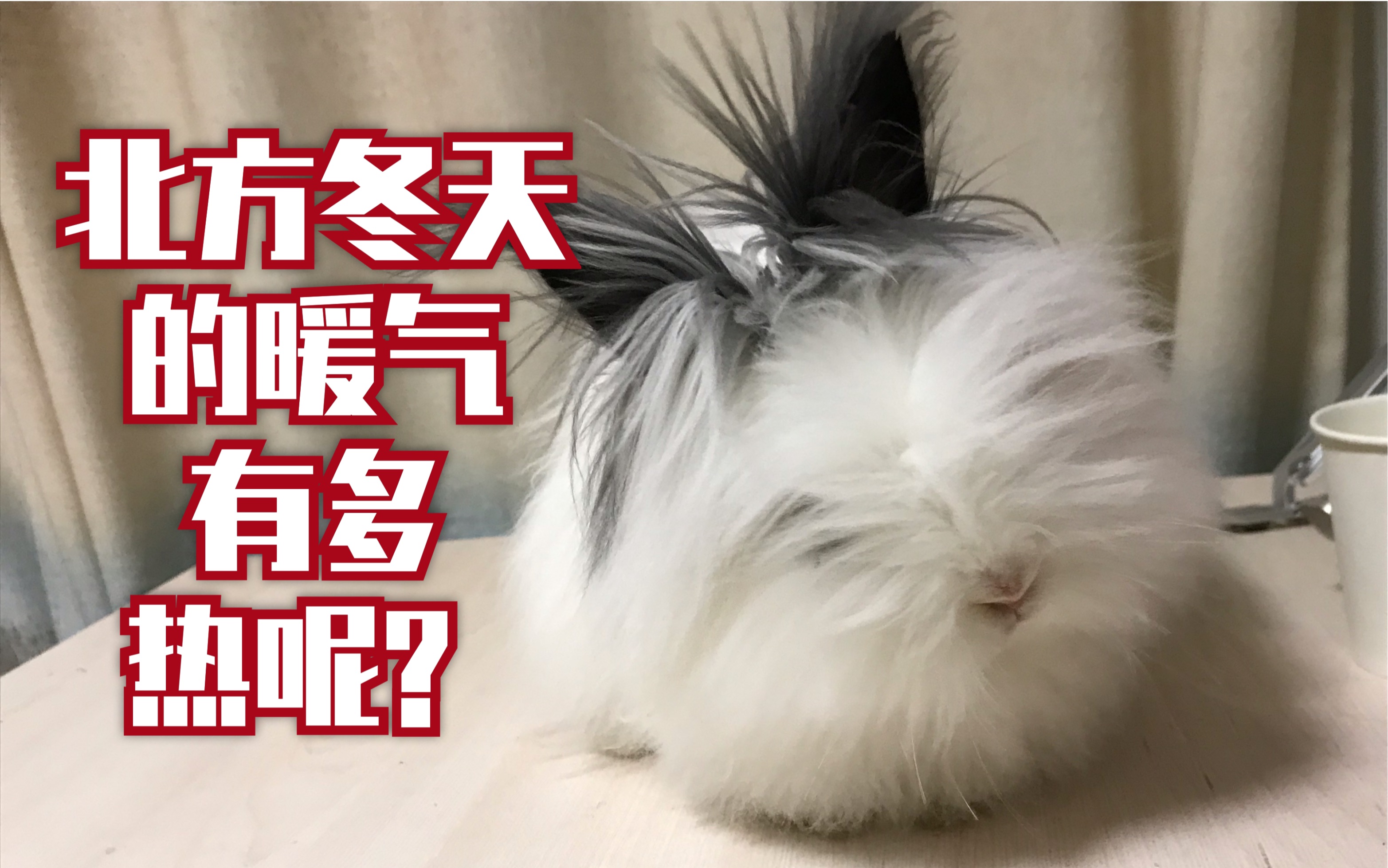 兔子:北方冬天的暖气热死兔了!