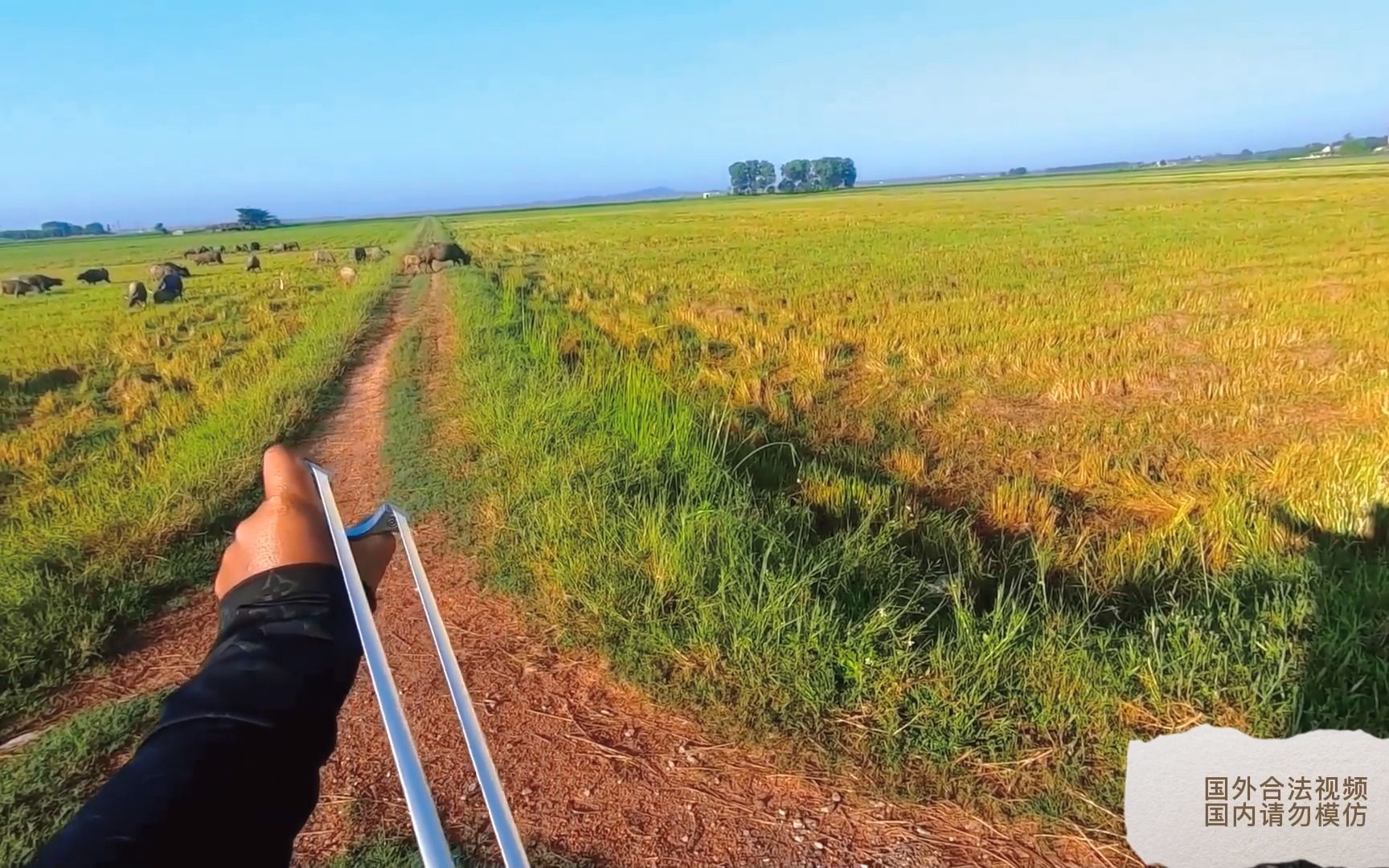 越南机车哥又名越南弹弓小哥,感觉有他在没有一只白鹭能逃出越南