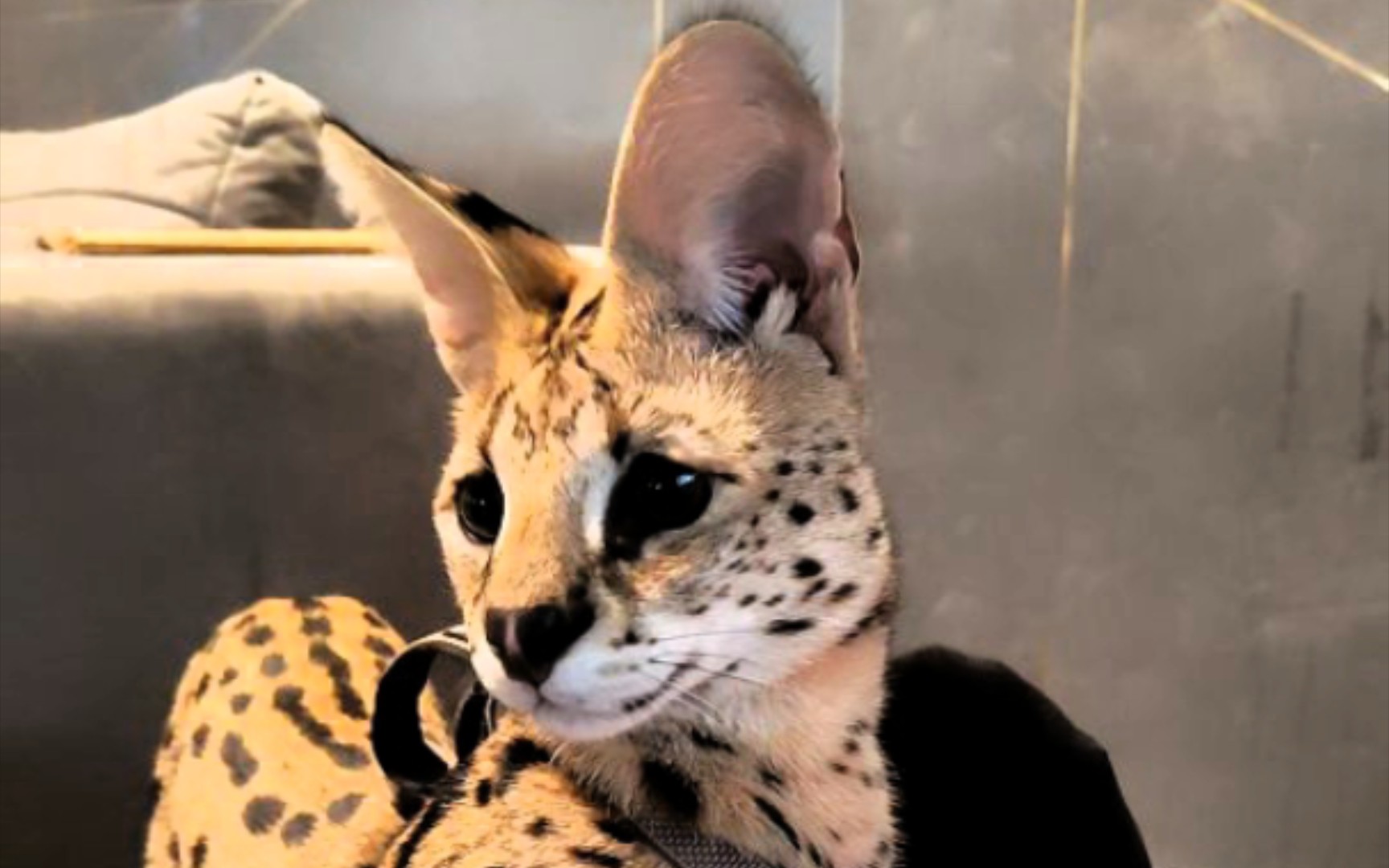 不管是谁的逗猫棒,我都要玩! (薮猫格利特)