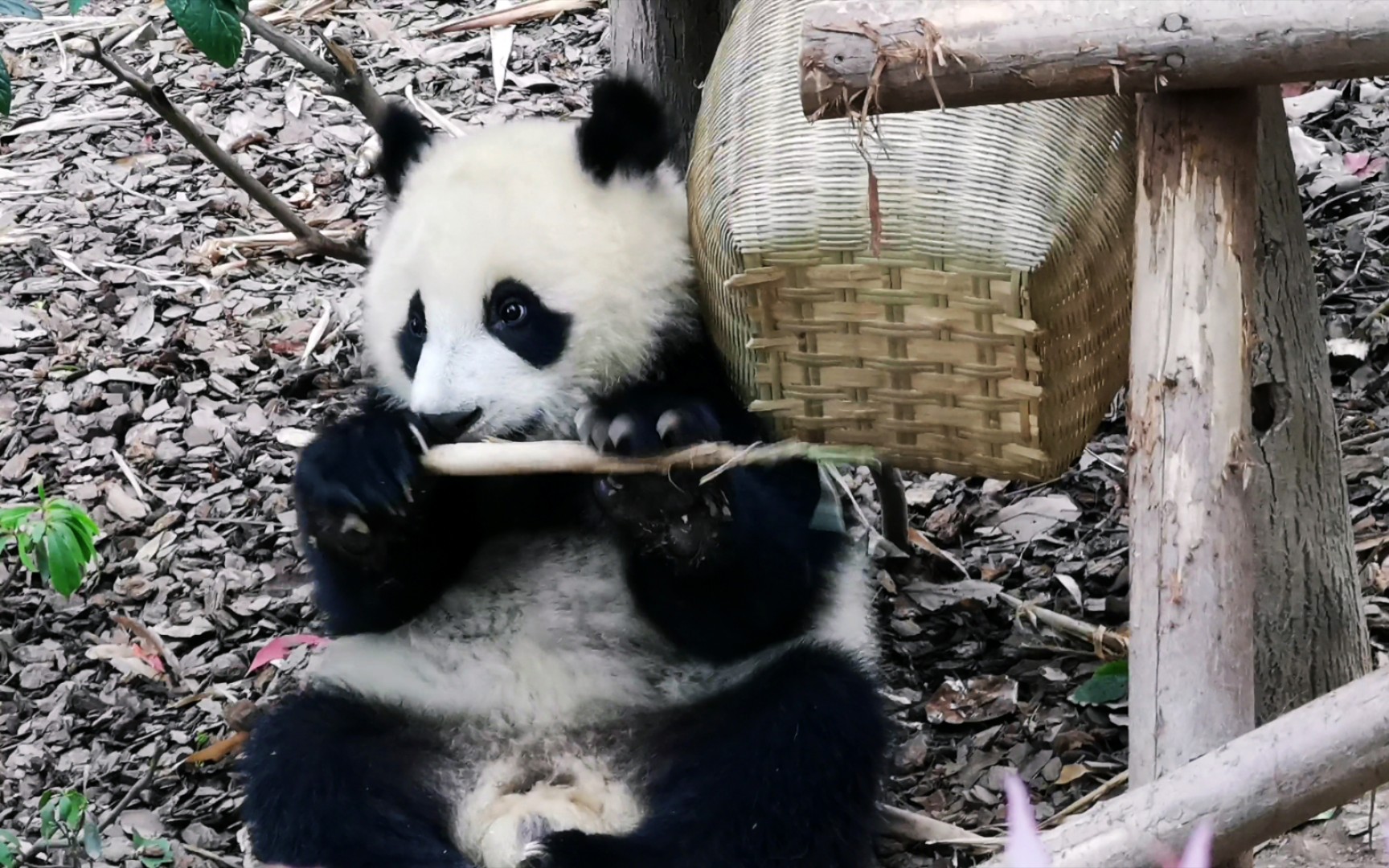 【大熊猫润玥】宠粉润爪爪不断换位置吃播,满足各个方位粉丝需求