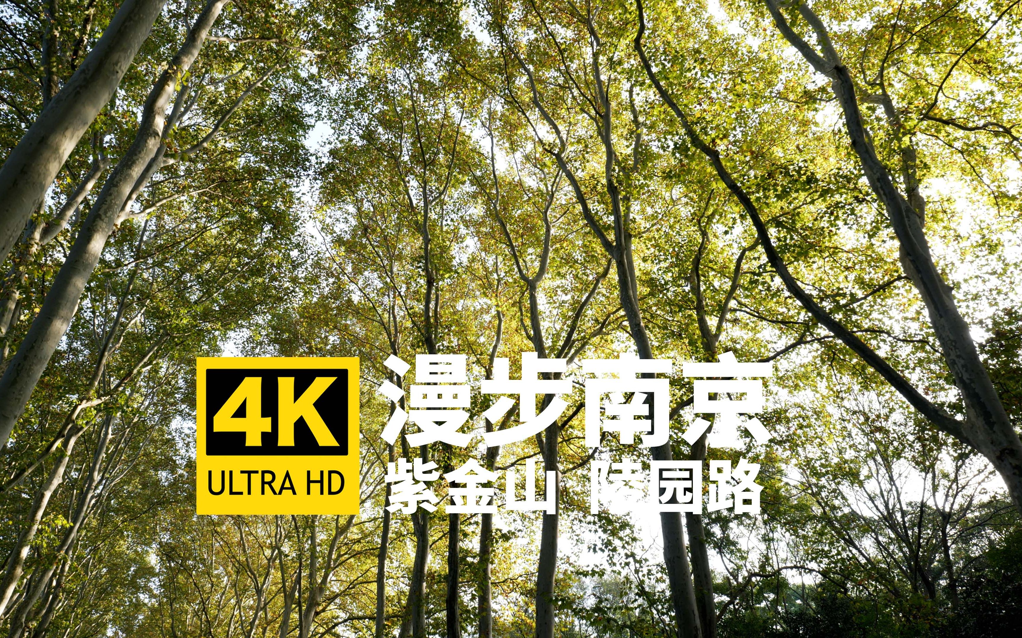 清晨漫步陵园路2,从中山门大街至紫金山路,一路由绿变黄|紫金山 陵园路|漫步南京 云游金陵|4K哔哩哔哩bilibili