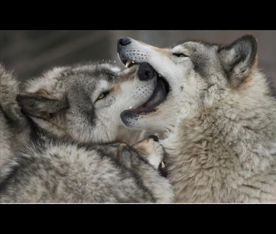 《二哈在狼群里疯狂造谣》dy:@好酸一只菠萝 我是看了这个博主的推文