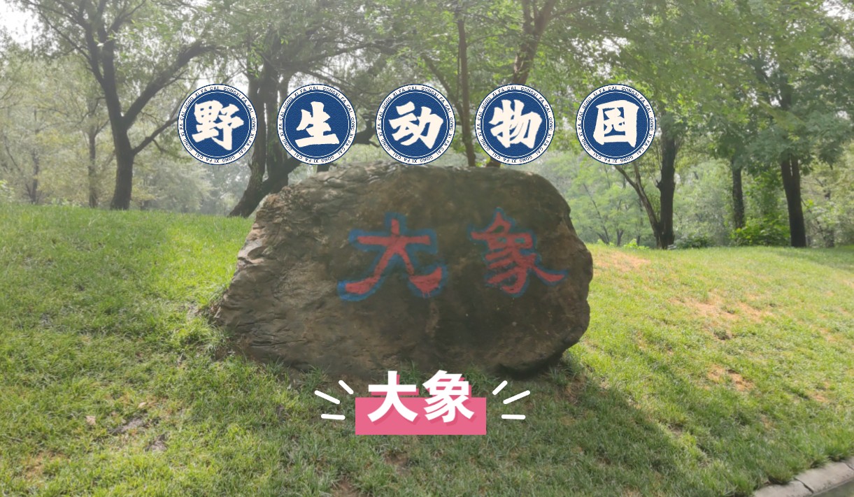 野生动物园观看大象