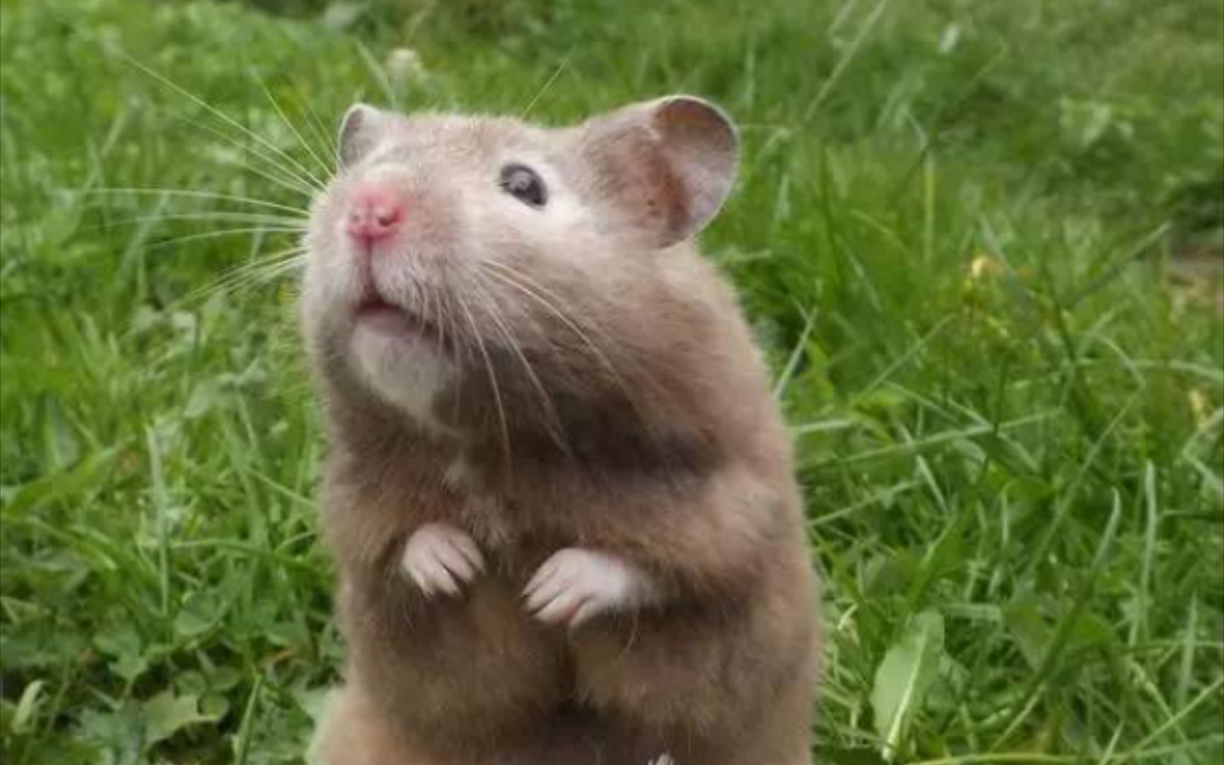 活动  二十多岁臭狗废物躺平沙雕老鼠社恐人的晚间娱乐时间