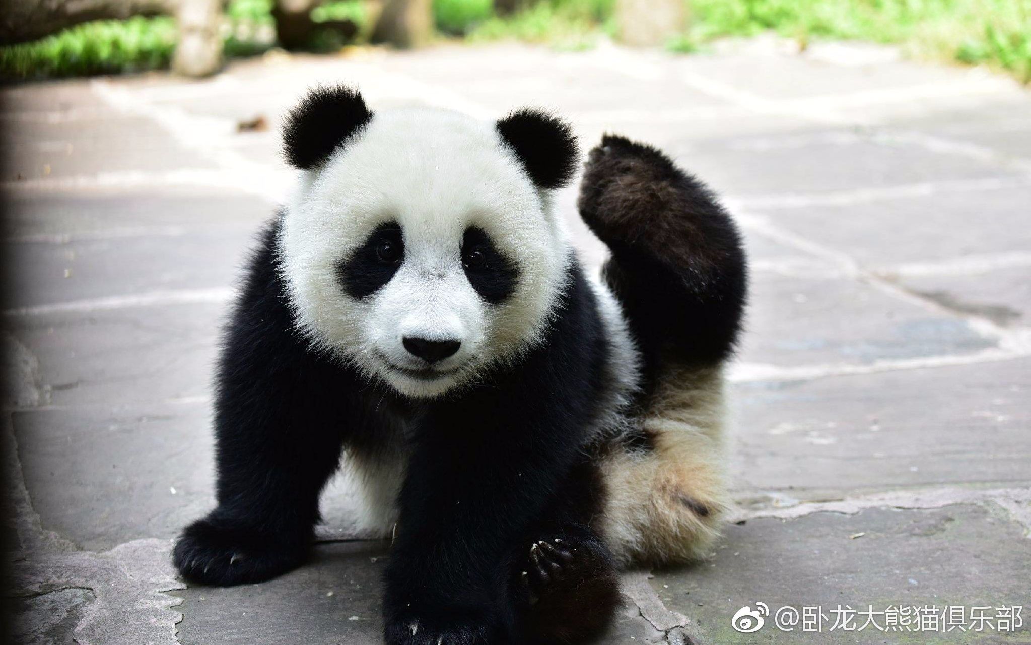 【大熊猫】乔伊乔梁盆盆奶time_哔哩哔哩_bilibili