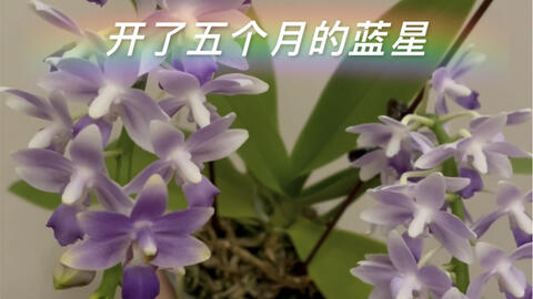 紫马丁phal Purple Martin Tzu Chiang 75 荧光基因和25 朵丽兰基因 后翻的花型 很像印第安人的头饰 正宗蓝紫色 哔哩哔哩