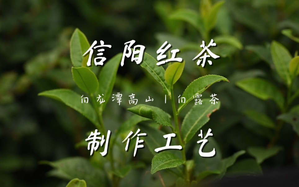 [图]寻茶之行丨探索白龙潭高山信阳红茶制茶工艺