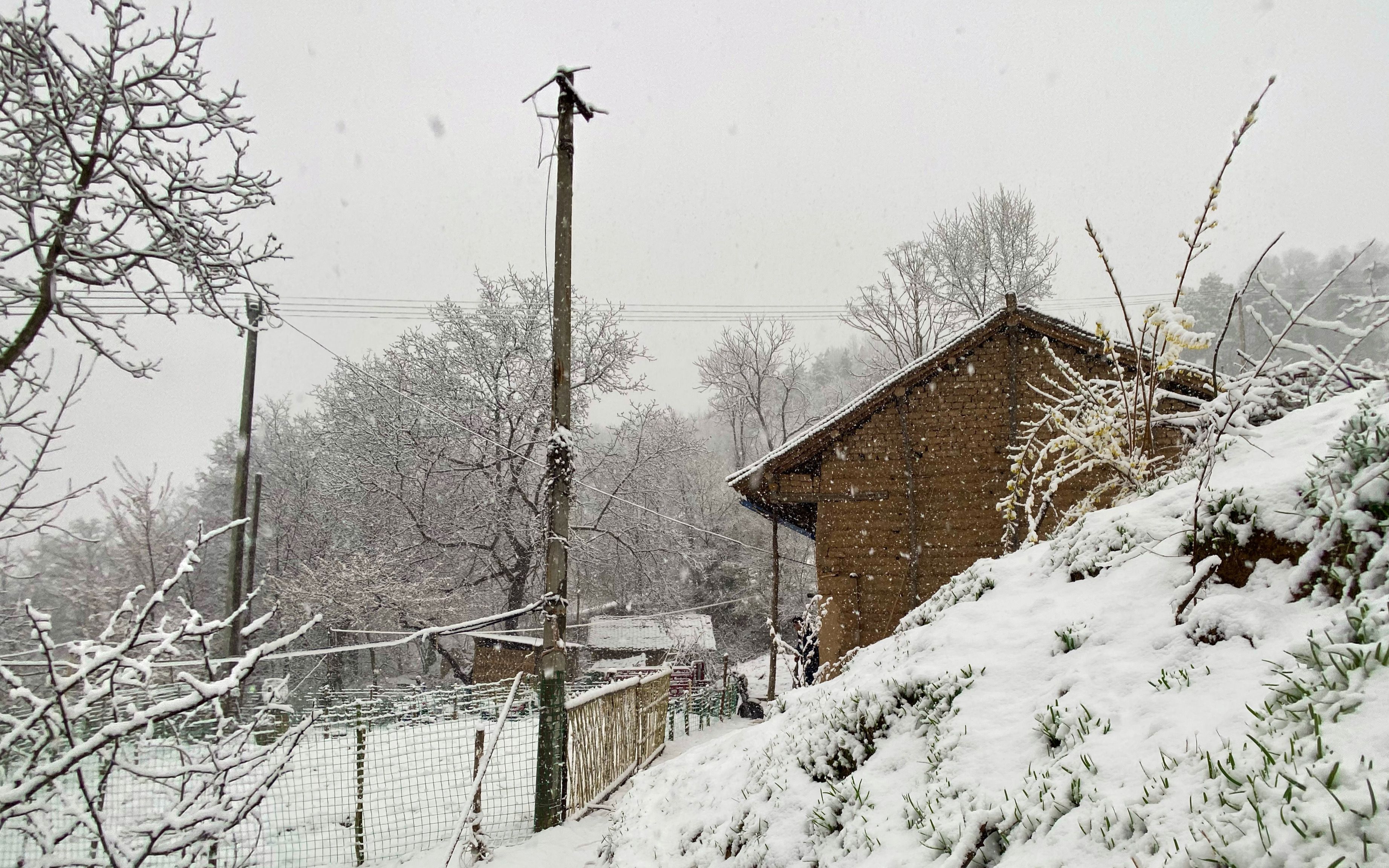 突如其来的桃花雪,让山里的每一处都像画卷,下大雪我们也要赶路哔哩哔哩bilibili