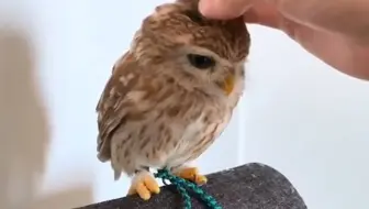“卧槽，你管这玩意儿叫猛禽！？”