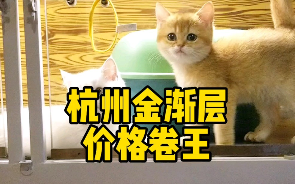 杭州靠谱猫舍,价格卷王哔哩哔哩bilibili