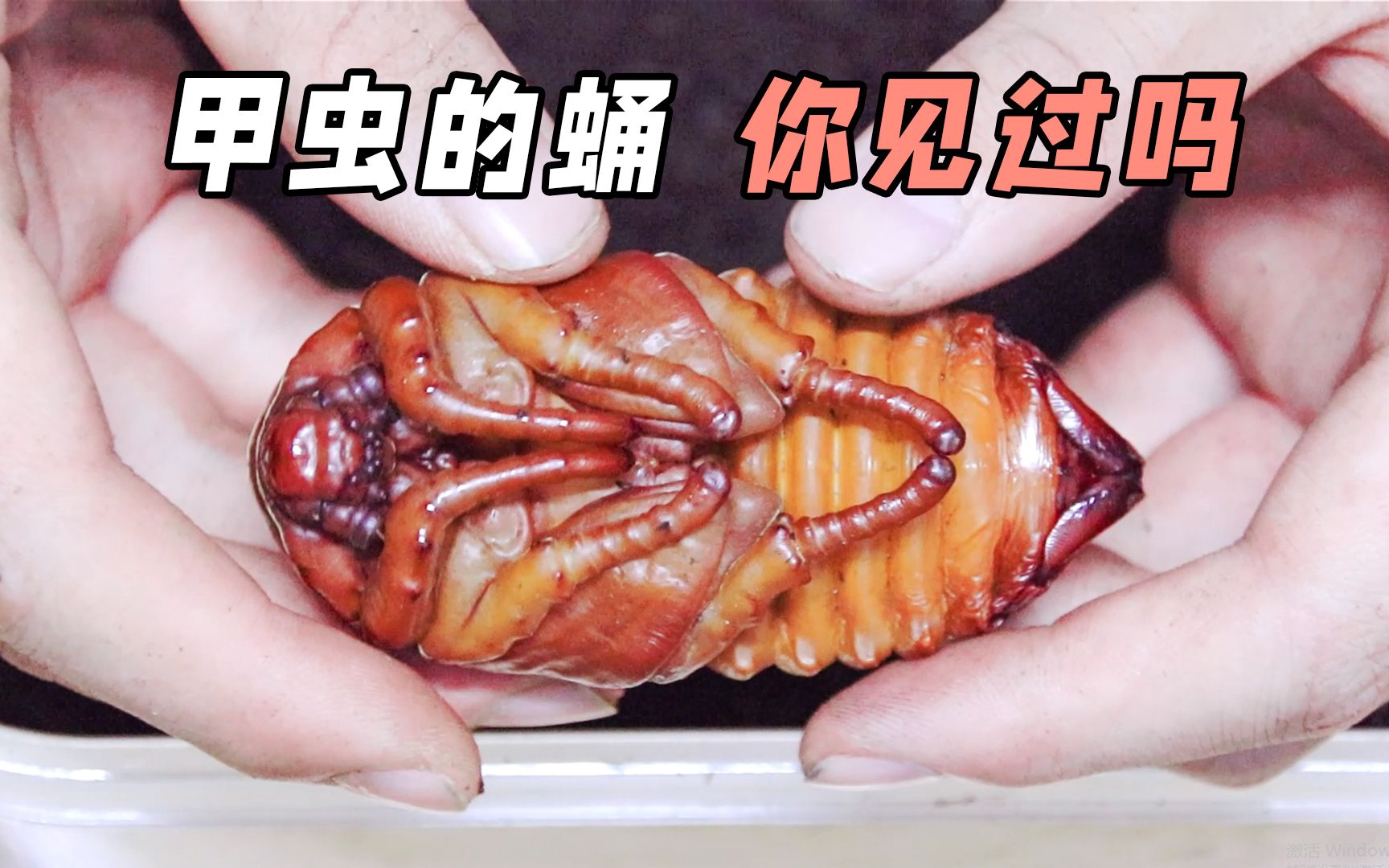 甲虫饲育长了快两年的甲虫终于化蛹啦毛象大兜虫蛹室开挖