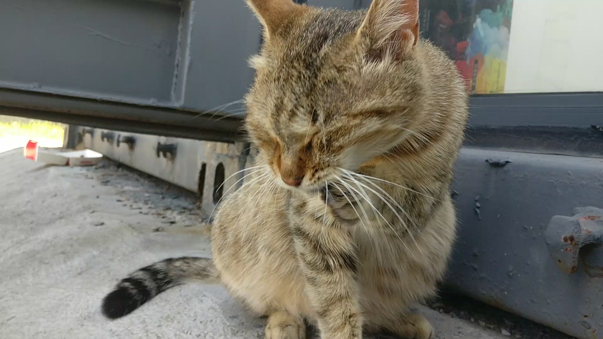 洗脸洗脸的狸花猫