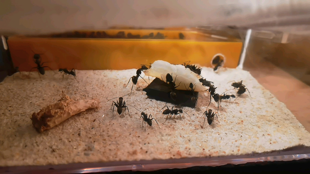 拟哀弓背蚁,吃个梨