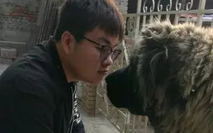 Tải video: 高加索犬亲吻基友_(:3」∠❀)_