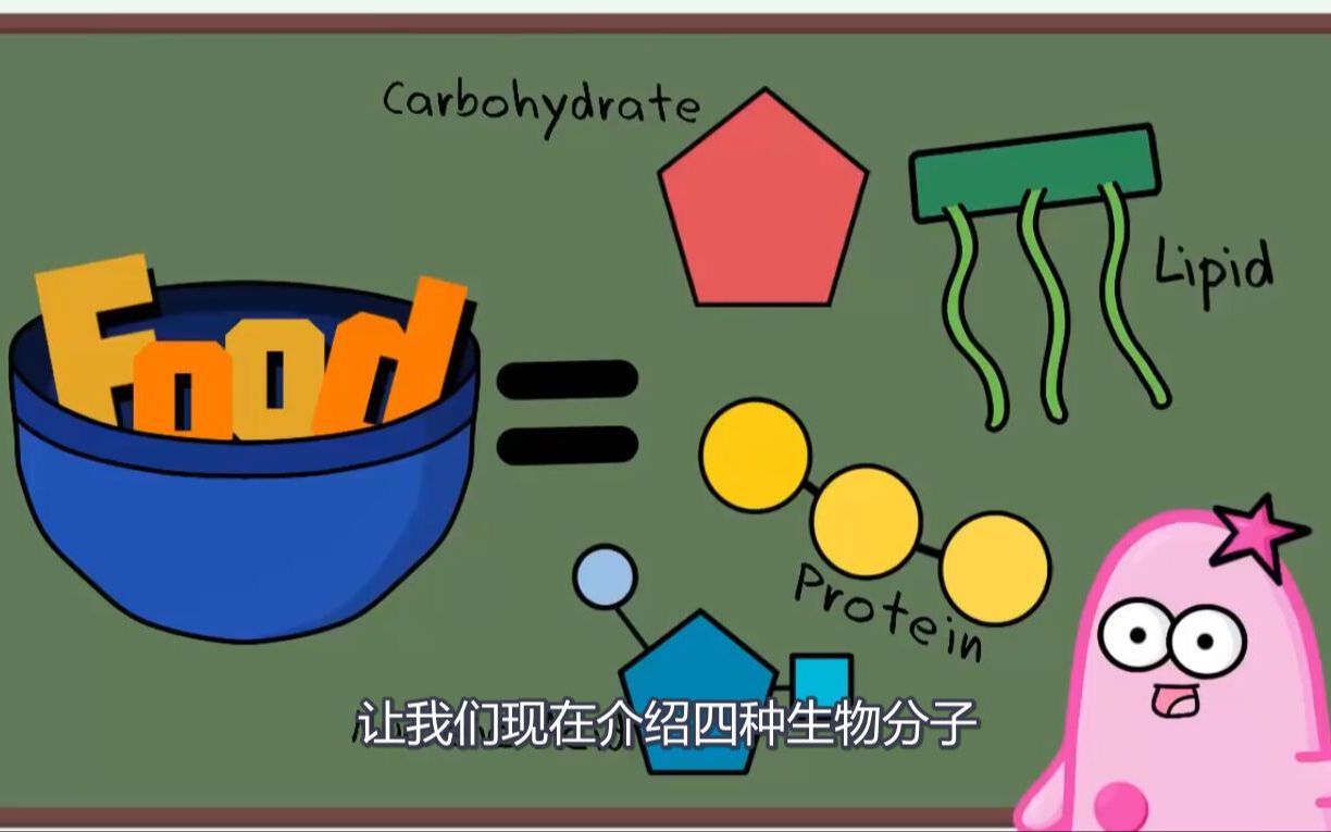 人体重要的四大分子——蛋白质、脂类、氨基酸、碳水化合物(超级可爱的漫画哔哩哔哩bilibili