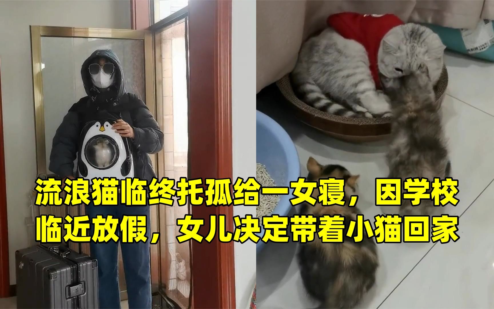 [图]流浪猫临终托孤给一女寝，因学校临近放假，女儿决定带着小猫回家