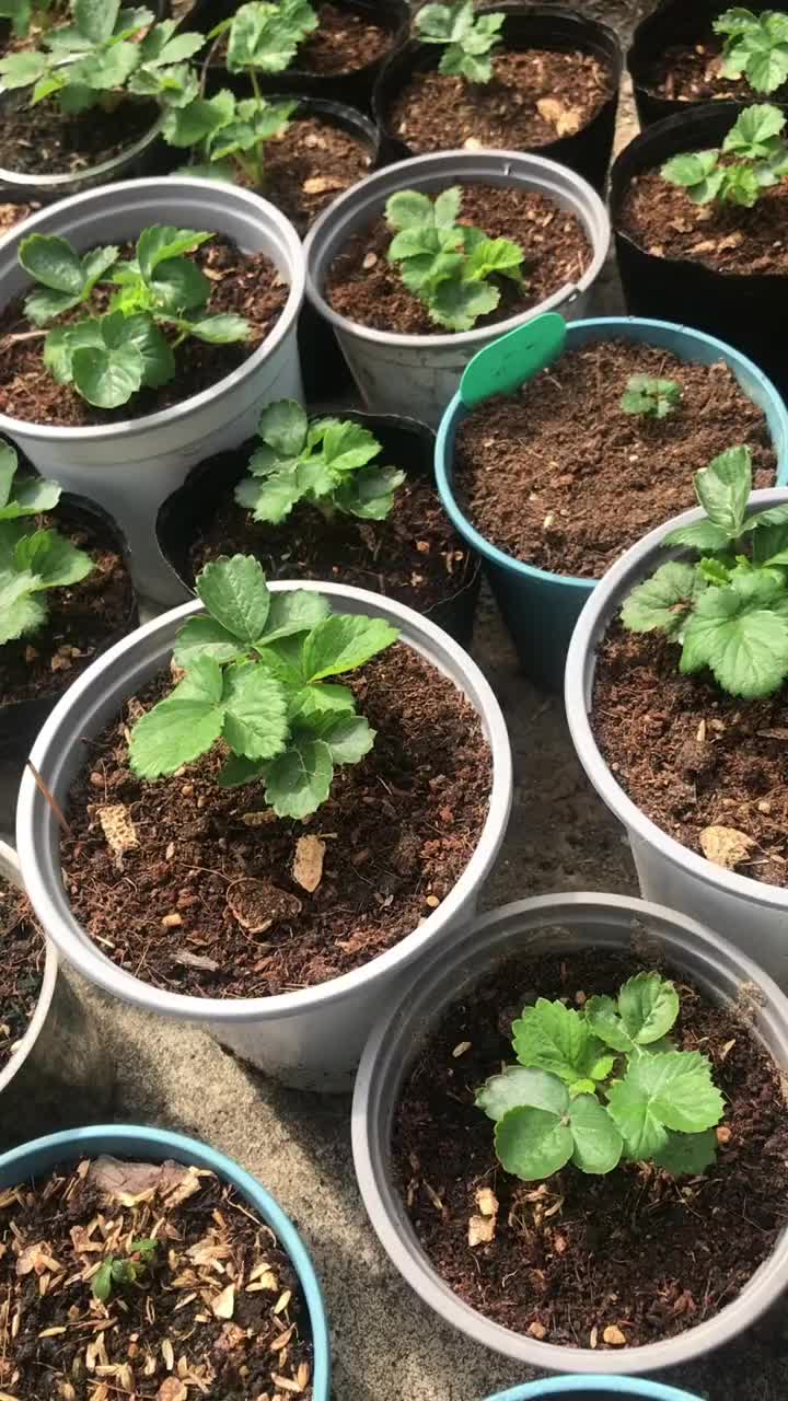 草莓缓苗及时这样做,壮根又爆根!