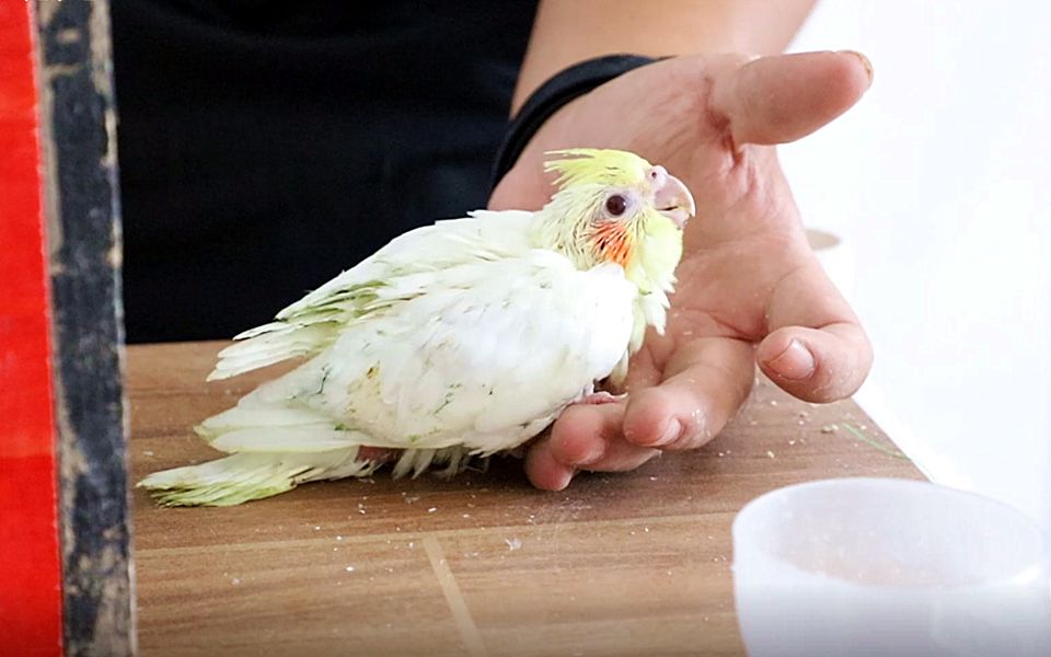 开箱1只玄凤鹦鹉雏鸟瑟瑟发抖让人好心疼啊