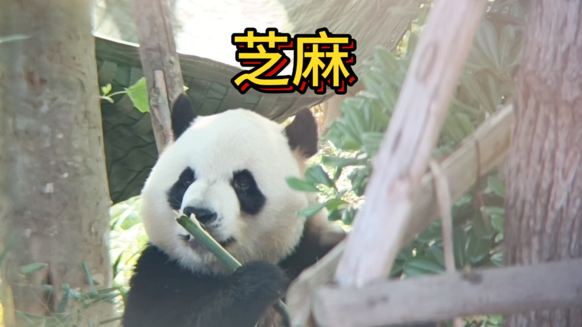 大运会吉祥物蓉宝(鬼火熊猫)原型芝麻来啦