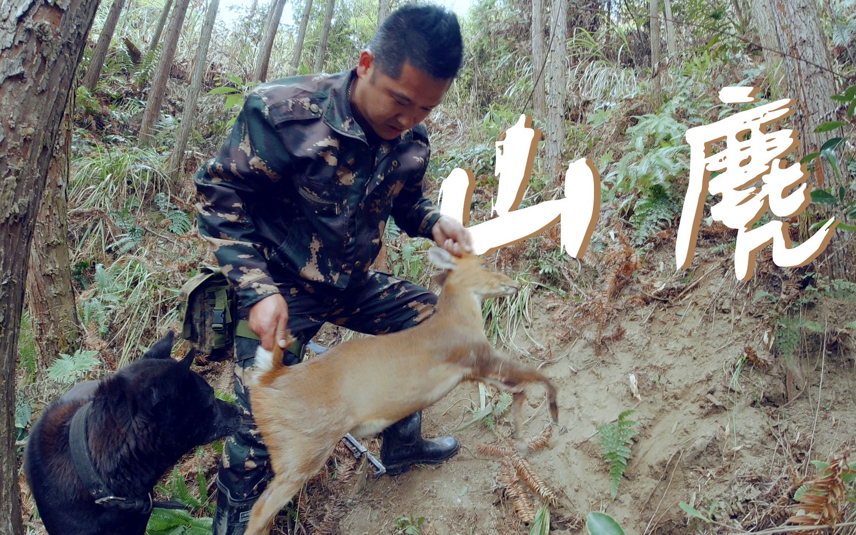 迷彩服小哥带小朋友上山采牛舌头草偶遇被猎人困住的山麂太可惜了