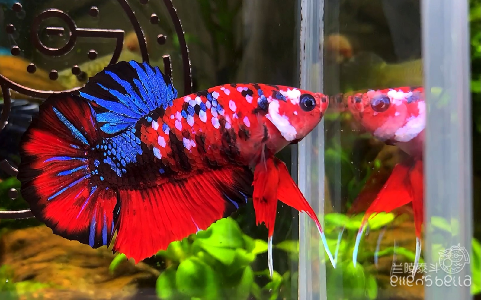 闪闪小胖墩 闪鳞分布均匀 红黑相间的小锦鲤 【泰国斗鱼】【将军斗鱼
