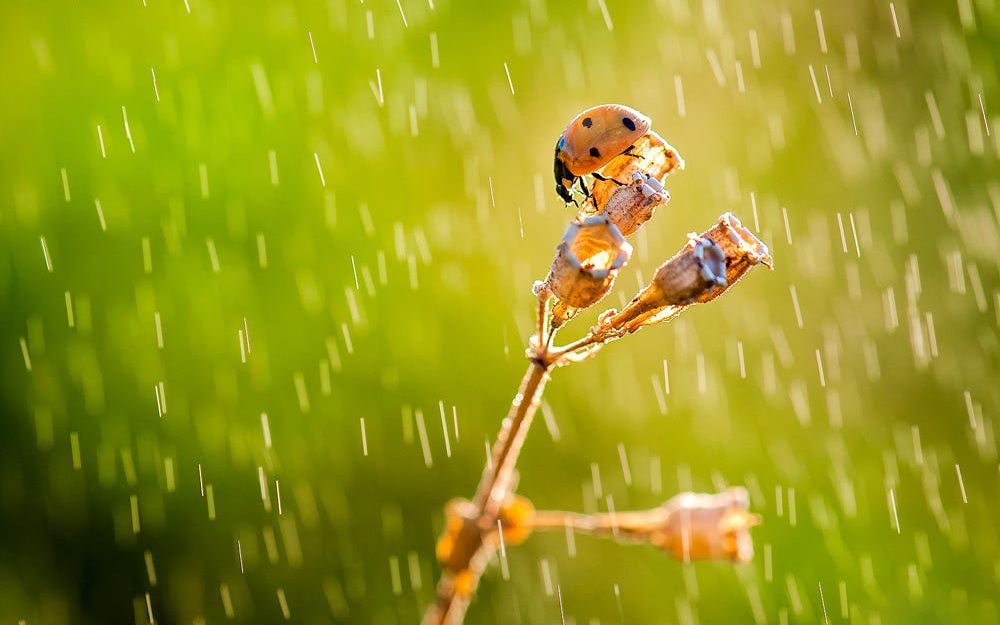 [图]下雨了，60分钟暴风雨自然雷声/水滴声/白噪音/舒缓解压助眠