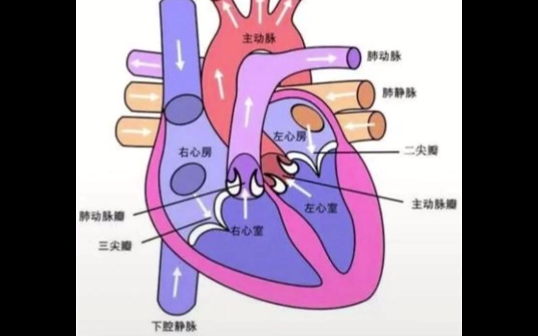 先心病瓣膜杂音 护士  护师  护理