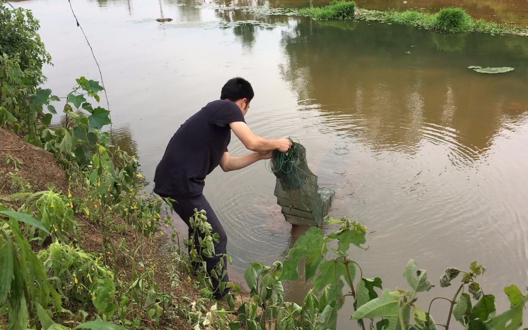 这样抓小龙虾超简单,只要一个地笼,胆小的人一天也能抓好几斤!哔哩哔哩bilibili