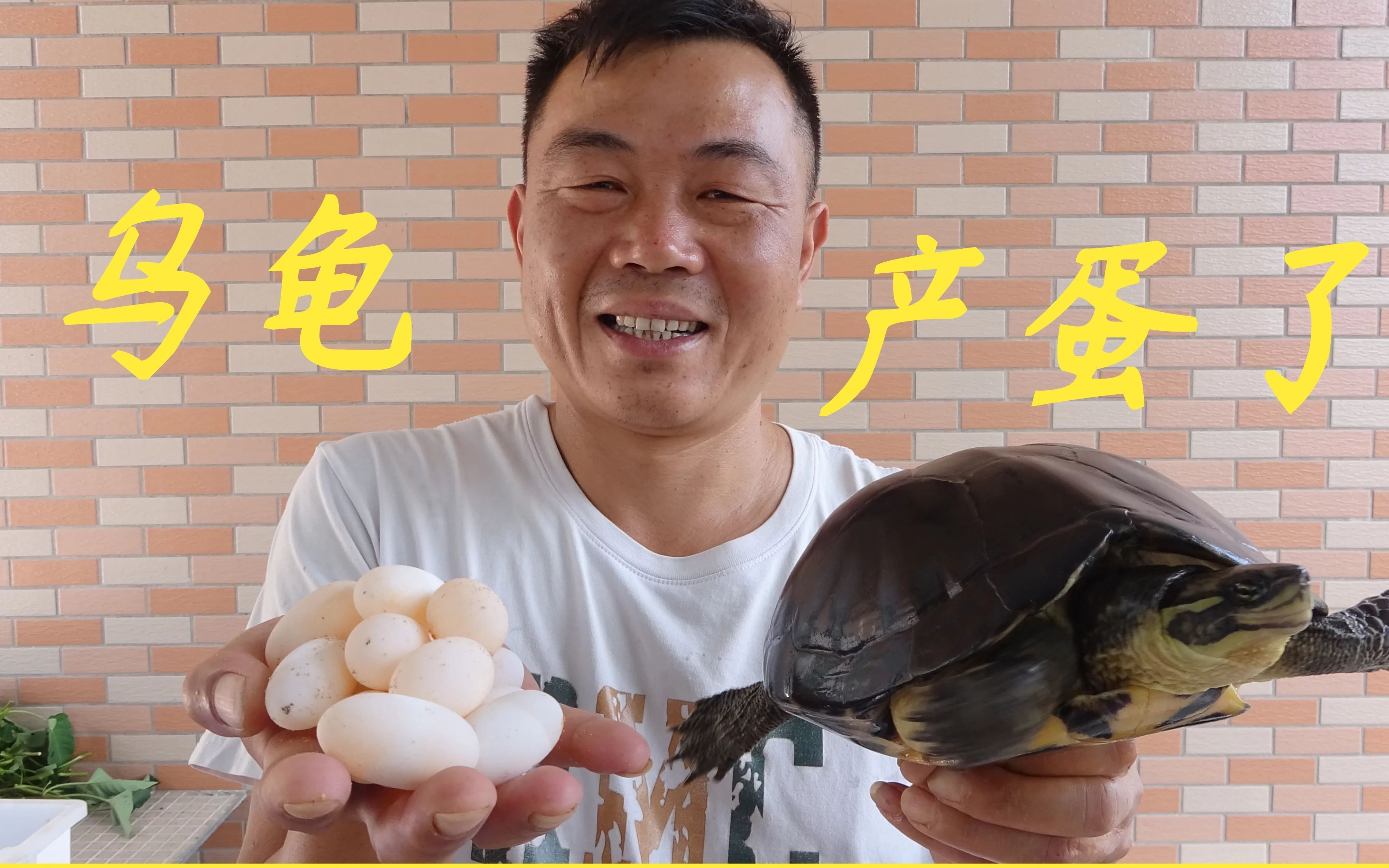 老林整理乌龟产蛋区发现产了三窝再过70天就出小龟了